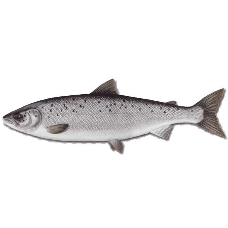 Кумжа и кижуч