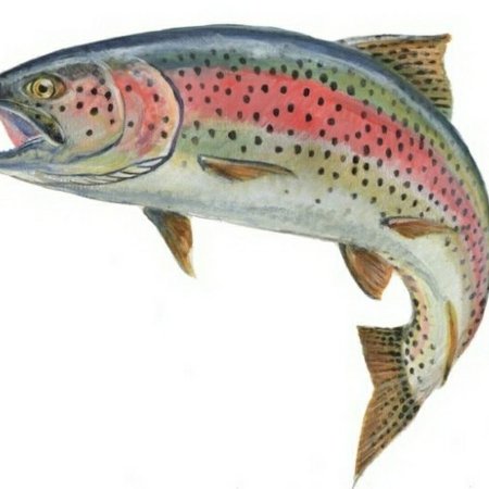 Горбуша на прозрачном фоне