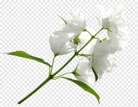Белые цветы для фотошопа