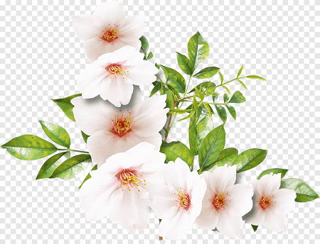 Белые длинные цветы