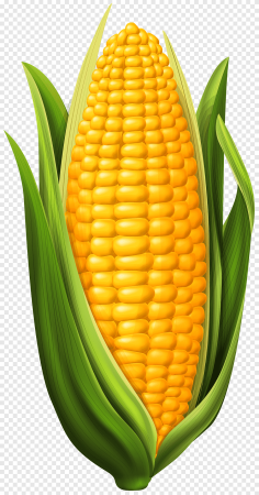 Кукуруза Corn