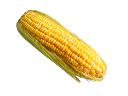 Кукуруза початок