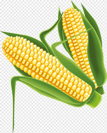 Кукуруза для фотошопа