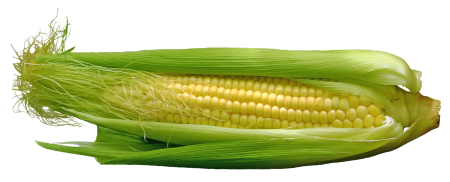 Кукуруза Чокло