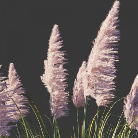 Кортадерия Cortaderia rosea