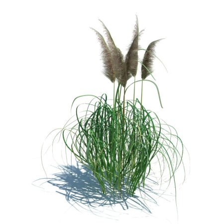 Cortaderia jubata