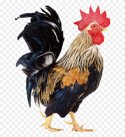 Гибискус Bantam Rooster