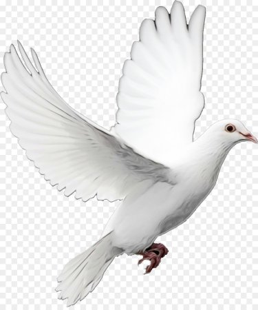 Белый голубь
