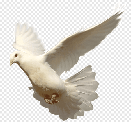 Летающий голубь