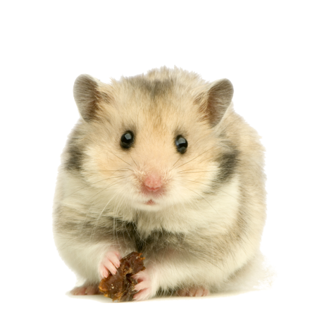 Hamster picture for Kids