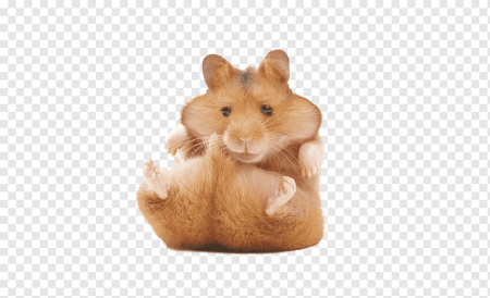 Хомяк без фона