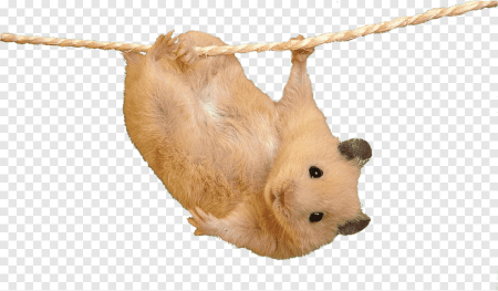 Хомяк джунгарик