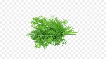 Dill Fennel