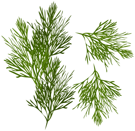 Dill CTFYLB