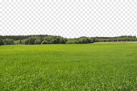 Луга без фона