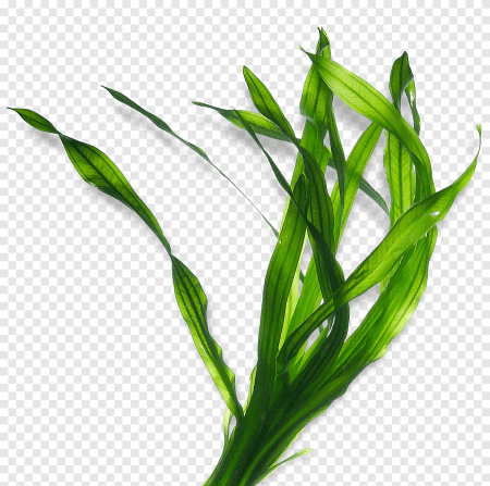 Водоросли келп ламинариевые