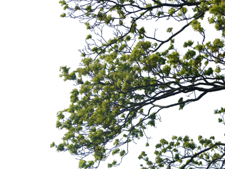 Ветви деревьев