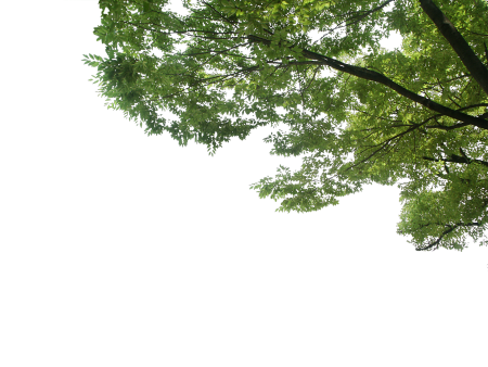 Ветка дерева