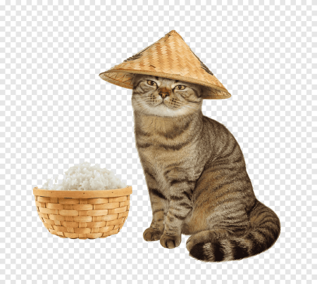 Кошка в соломенной шляпе