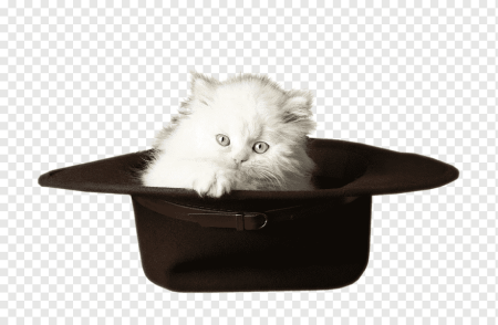 Кот шляпа вектор (48 фото)