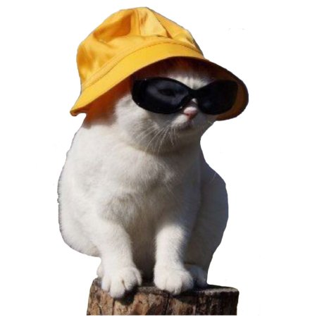 Шлёпа в тазике кот