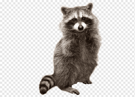 Енот на белом фоне