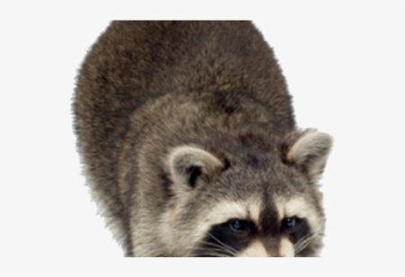 Енот мультяшный