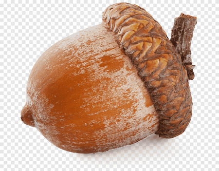 Дуб орех