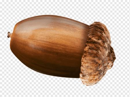Желудь на белом фоне