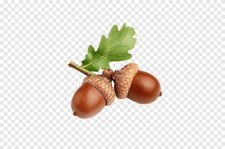 Желудь на прозрачном фоне