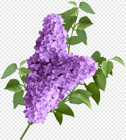 Сирень на прозрачном фоне