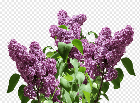 Кусты ветки сирени
