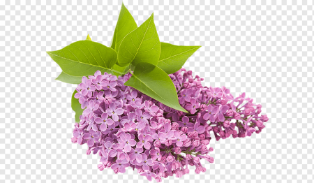 Веточка сирени