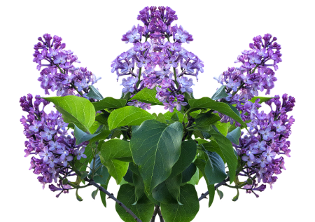 Куст сирени