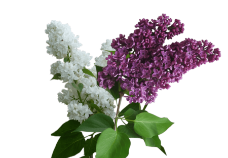 Куст сирени
