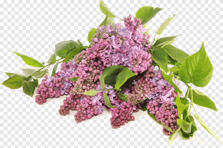 Ветка сирени