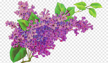Сирень референс