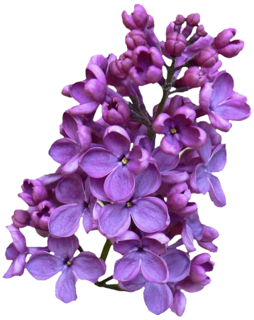 Lilac Violet растение