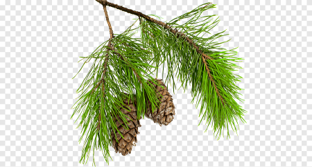 Дерево Cedar
