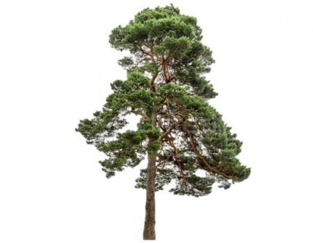 Кедр дерево PNG
