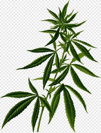 Лист марихуаны Cannabis
