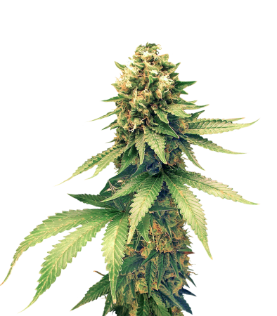 Super Lemon Haze семяныч