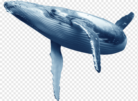 Голубой кит
