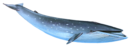 Синий кит
