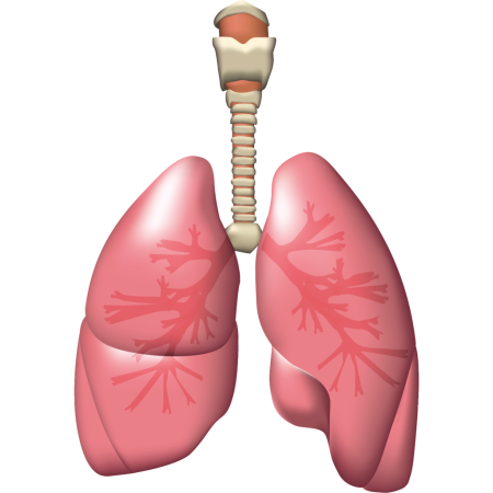 Легкие человека векторный фон