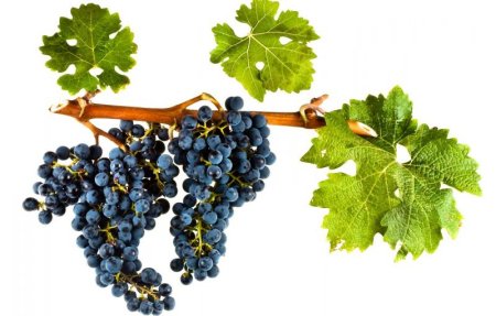 Cabernet Sauvignon Vitis