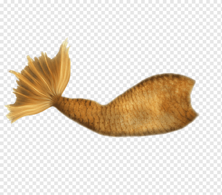 Fish Tail PNG