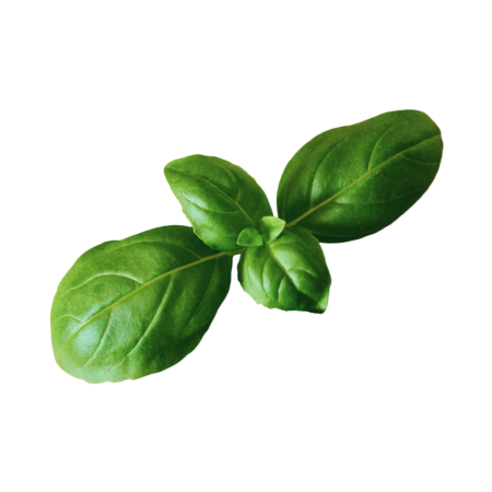 Листочки базилика
