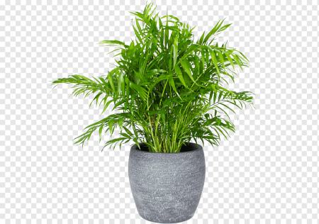 Растение в горшке вектор (48 фото)