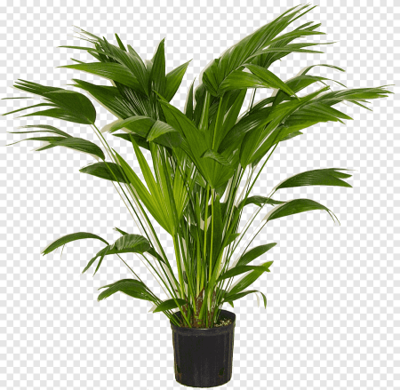 Livistona chinensis
